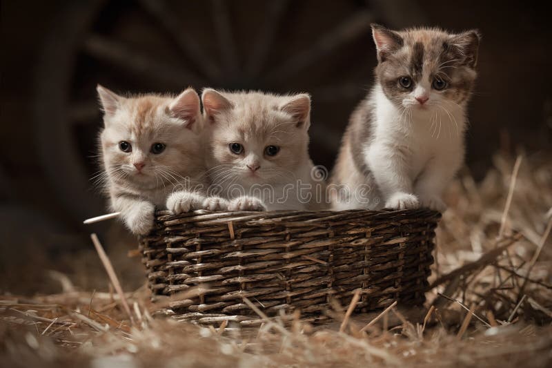 Kittens in a basket stock images