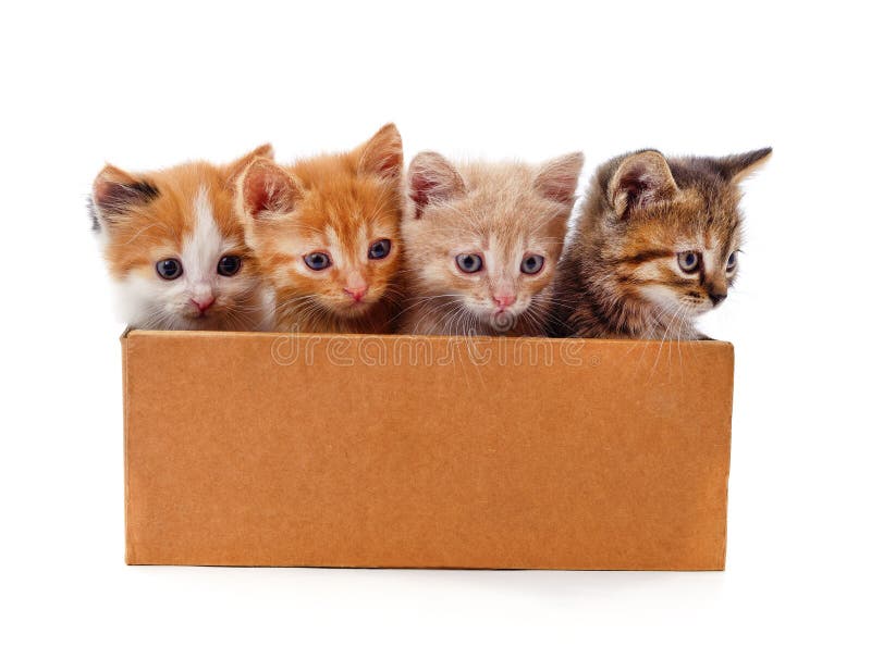 Kittens In The Box Stock Image Image Of Mammals Nature 230660963