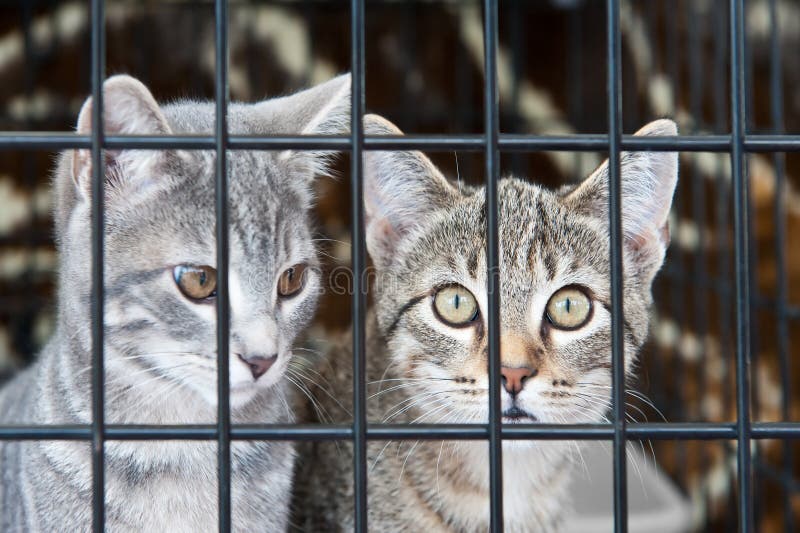 Kittens in a Cage stock photo. Image of captured, shelter 22122684
