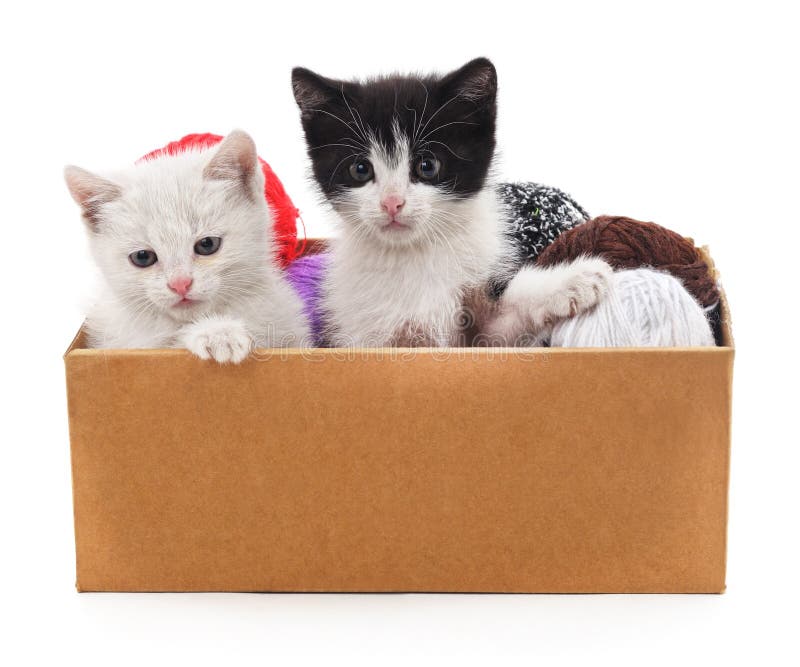 Kittens and colorful balls in the box. royalty free stock photo