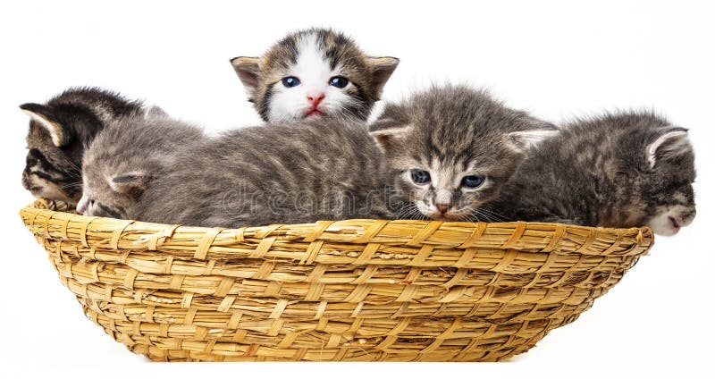 Kittens stock images