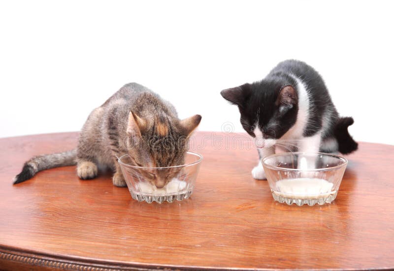 Cat drinking milk stock image. Image of cute, milk, appetite 80727385