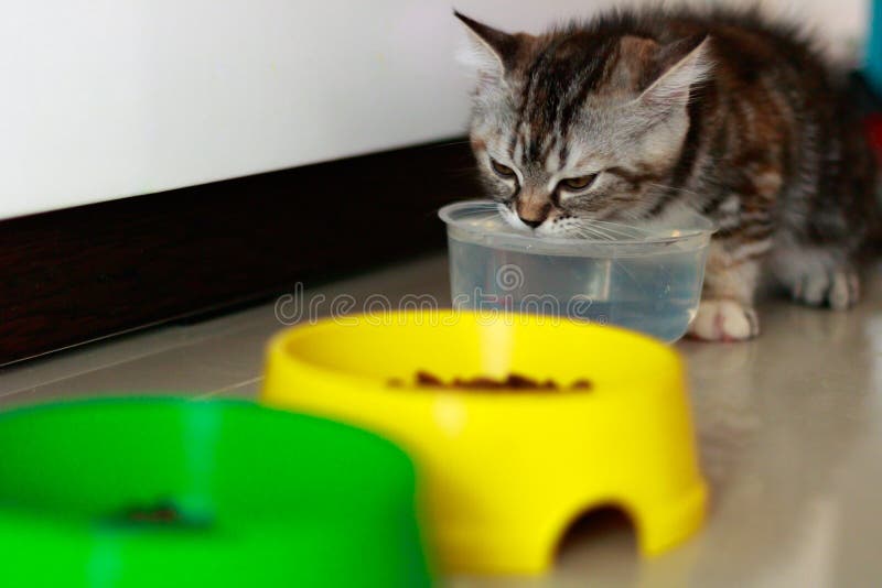 Two Kittens Drinking Water on the Floor Stock Image Image of adorable