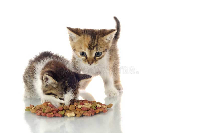 Kittens eating stock image. Image of feline, small, beautiful 38578439