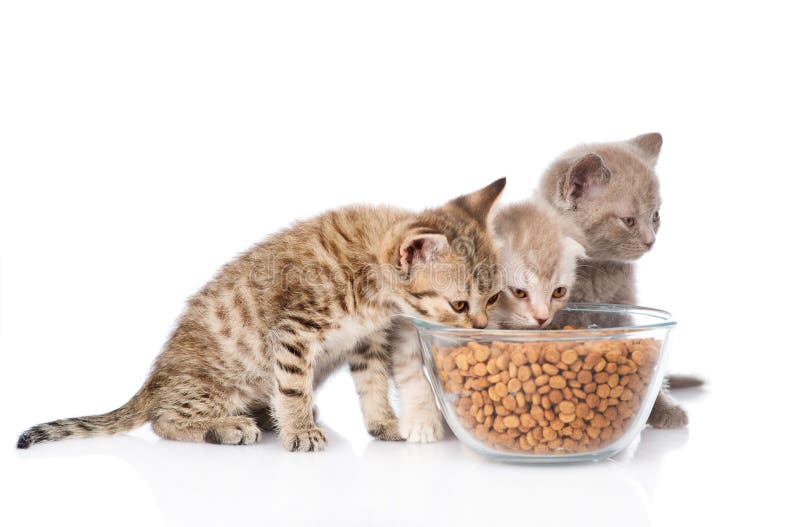 Kittens Eating Food Stock Image Image Of Tongue Eating 18188401 silver-tabby-cat-eating-dry-cat-food-photo-wp16309