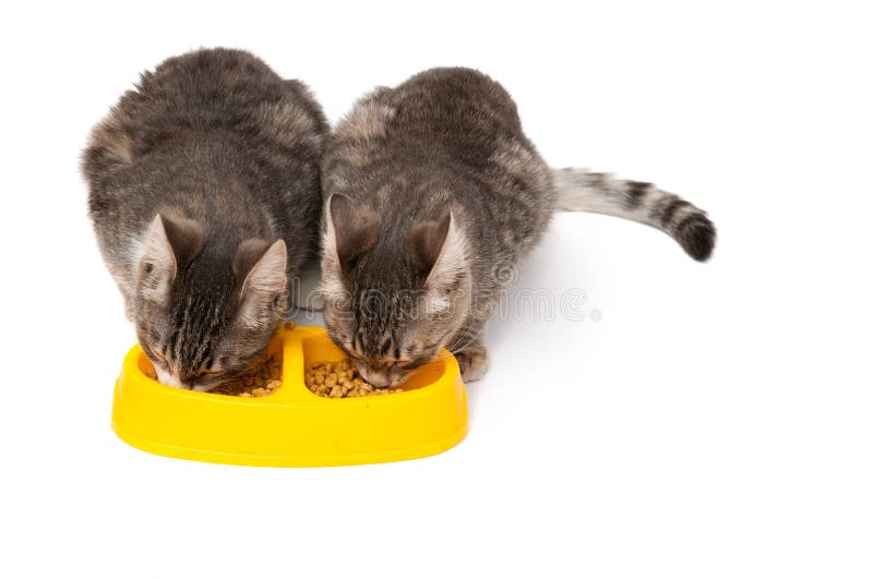 Dog and Cat Eating Natural Food from a Bowl Stock Photo Image of