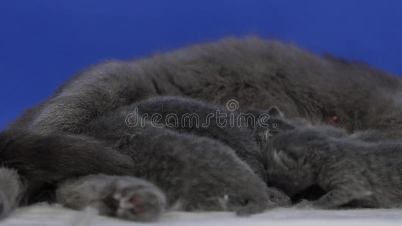 Kittens Fighting For Milk When Mother Is Feeding Them Stock Video - Video of action, animal: 93445661 Kittens Fighting For Milk When Mother Is Feeding Them Stock Video - Video of action, animal: 93445661