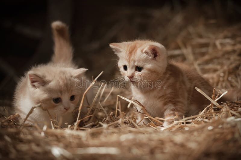 Kittens in the hay royalty free stock photos