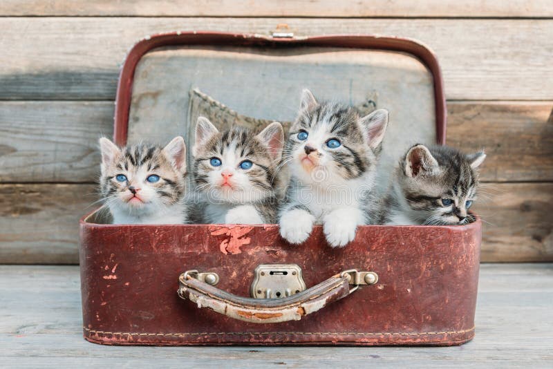 Kittens look up in suitcase royalty free stock image