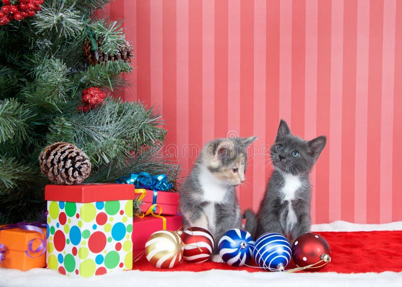 Kittens next to christmas tree with presents and ornaments stock image Kittens next to christmas tree with presents and ornaments stock image