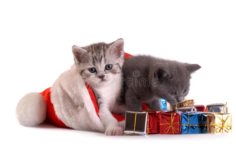 Kittens play with gifts