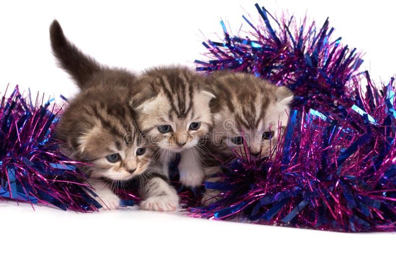 Kittens play with a tinsel