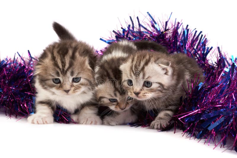 Kittens play with a tinsel