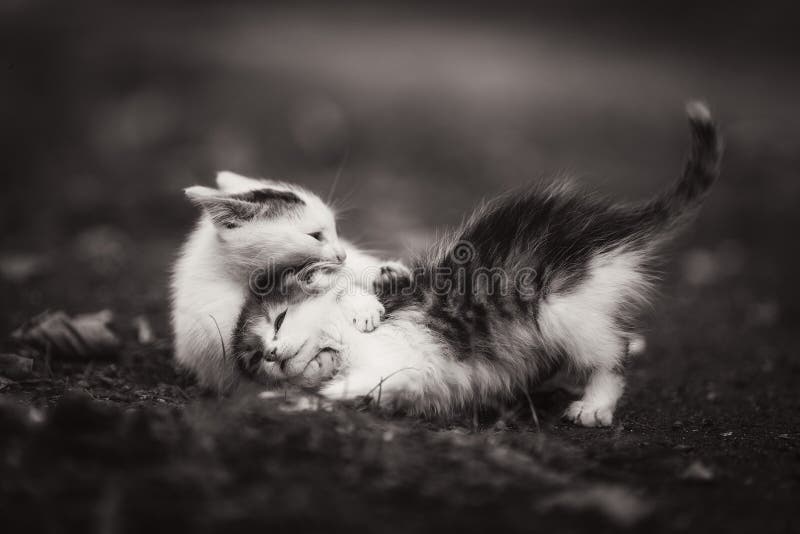 Kittens playing in field stock image. Image of field 162307133