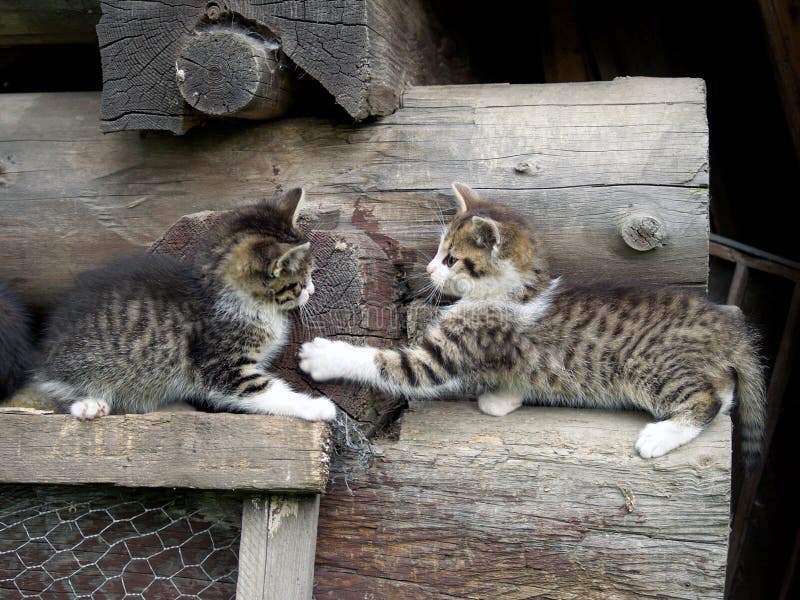 Kittens playing on stacked wood