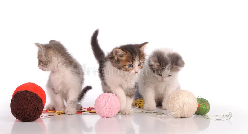 kittens playing with yarn ball, isolated on white stock images kittens playing with yarn ball, isolated on white stock images