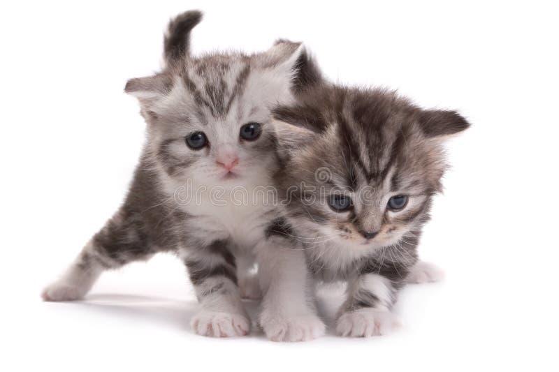 Kittens plays on a white background