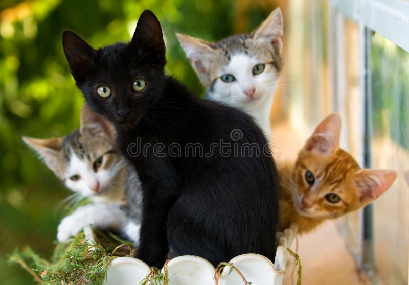 Kittens in a pot royalty free stock images