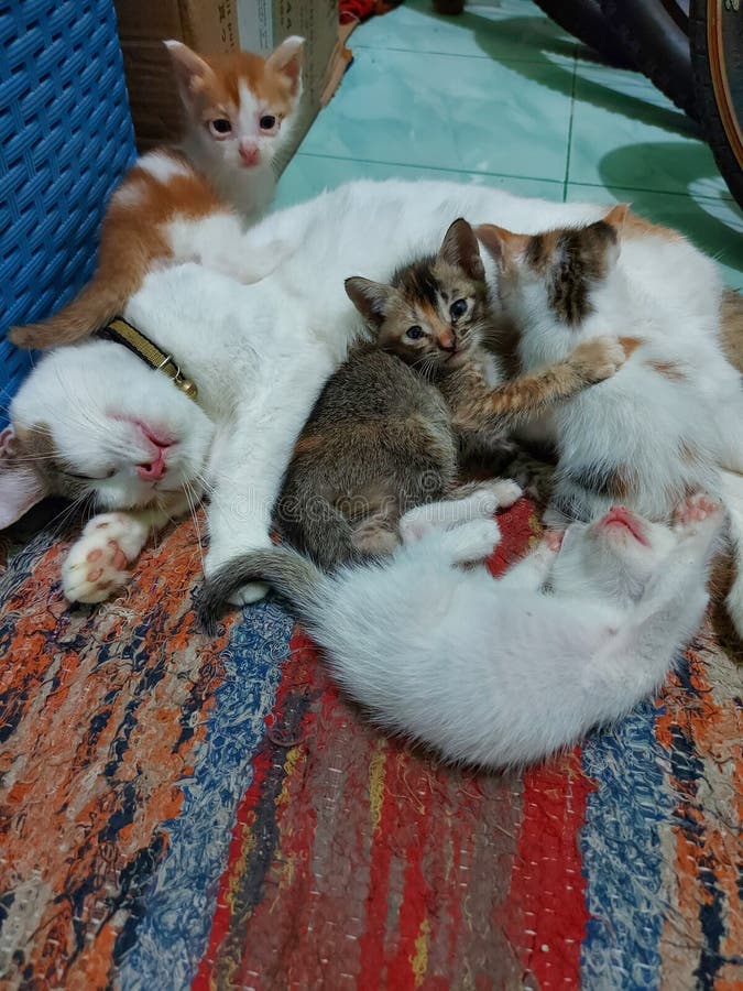 Kittens Together with Their Mother Stock Photo Image of together