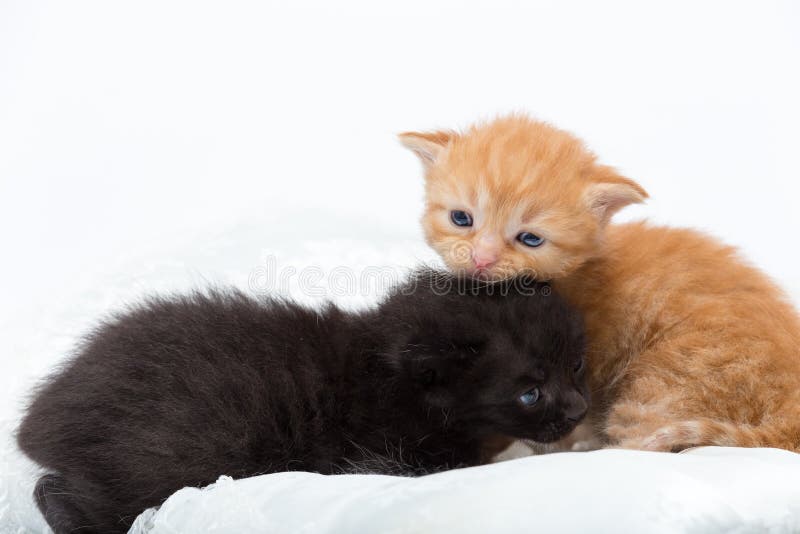 Kittens stock photo. Image of group, copy, love, size 41560008