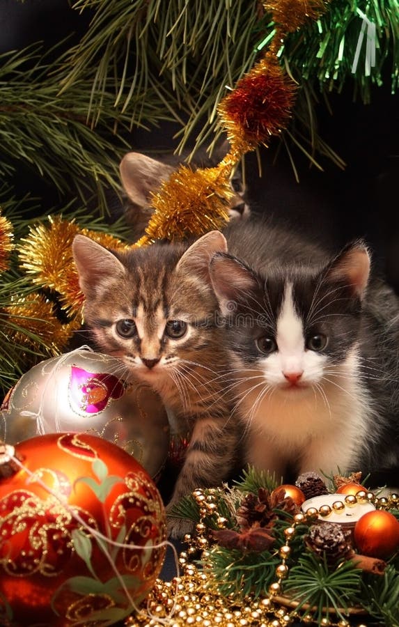 Two tiny tabby kittens stock photo. Image of sitting, animals - 2402490