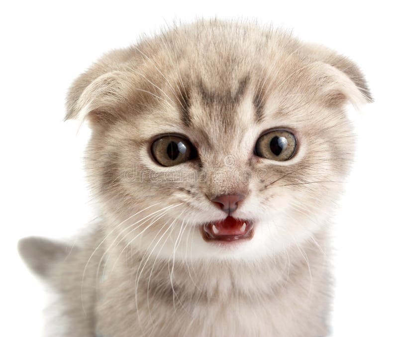 Kittens on a white background