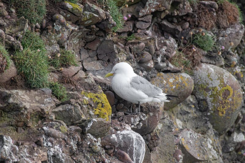 Kittiwake Rissa tridactyla on the cliffs of the Isle of May stock image Kittiwake Rissa tridactyla on the cliffs of the Isle of May stock image