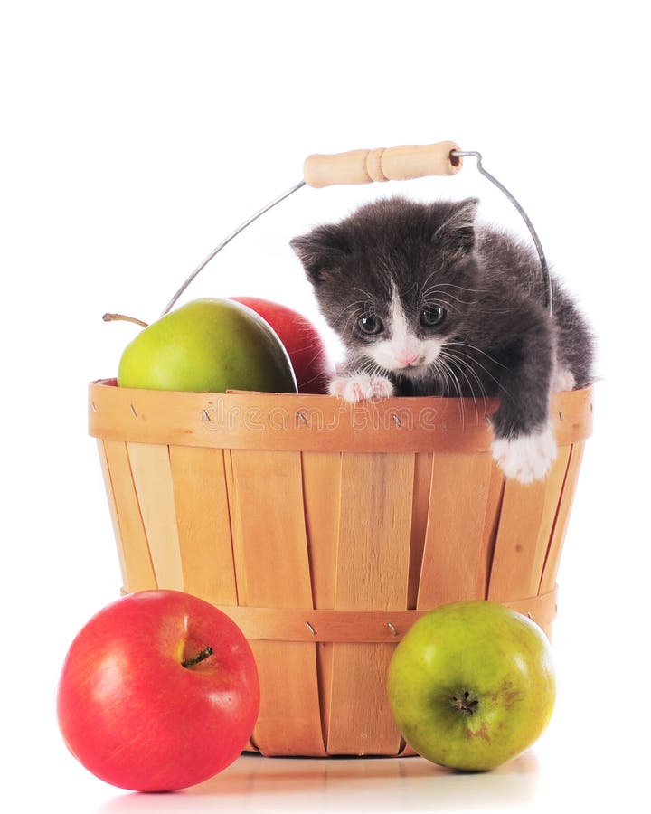 Kitty in a Basket