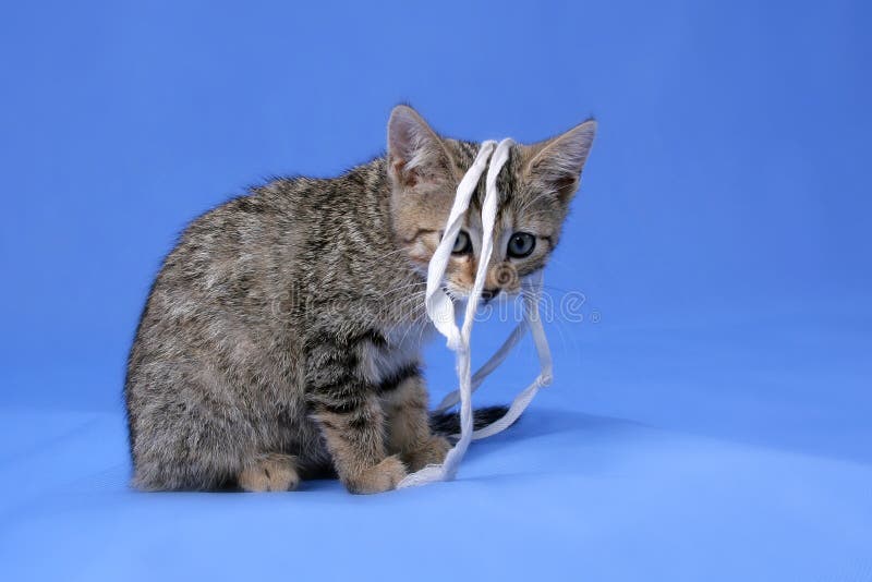 Kitty on blue background