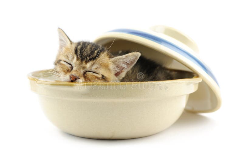 Kitty in bowl