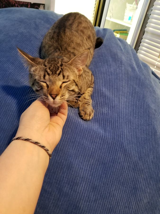 Kitty Cat on a B Lo Ur Beanbag Enjoys a Chin Scratch Cute Stock Image