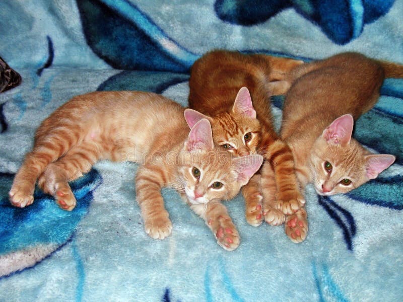 251 Cat Gang Stock Photos Free & RoyaltyFree Stock Photos from