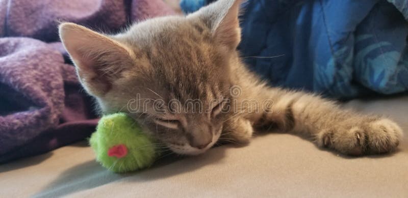 Kitty cat nap time, stuffed mice toys make great pillows!! stock images