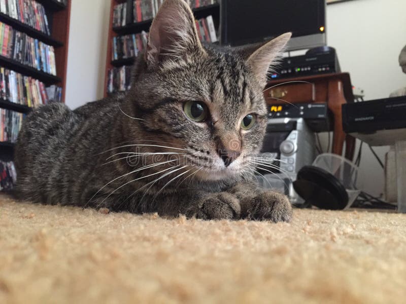 Kitty Cat Tabby Laying Down Stock Image Image of sweet, carpet 96631243