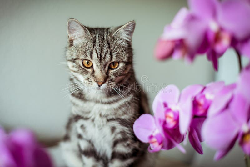 kitty Chat gris rayé Cat Head Portrait visage de baleen photo stock kitty Chat gris rayé Cat Head Portrait visage de baleen photo stock
