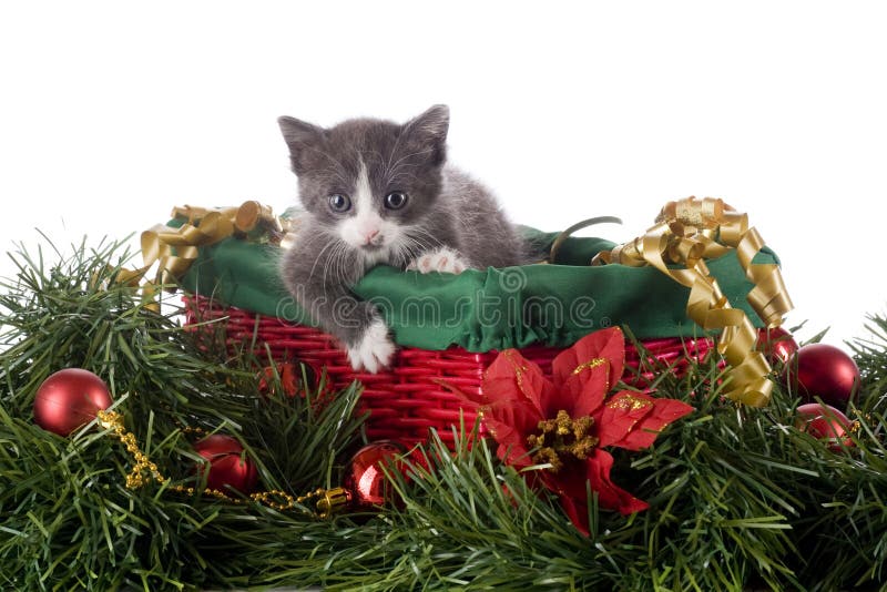 Kitty in a Christmas Basket