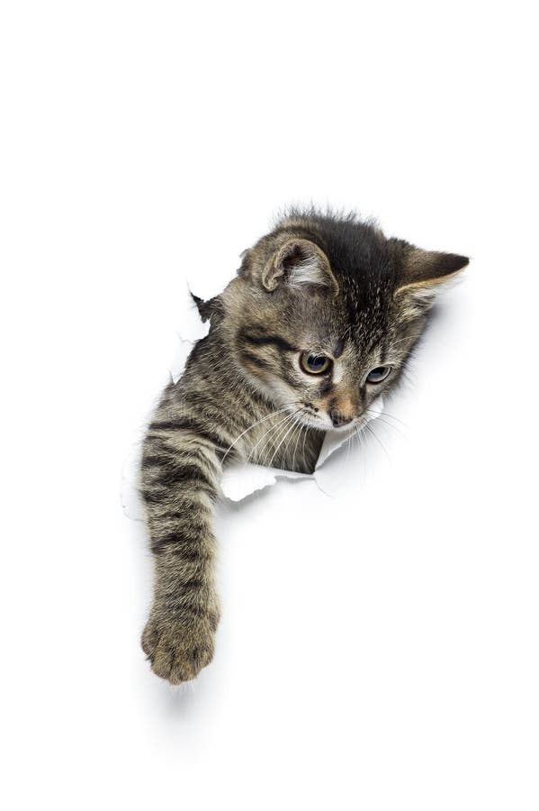 Kitty in foro fotografie stock libere da diritti Kitty in foro fotografie stock libere da diritti