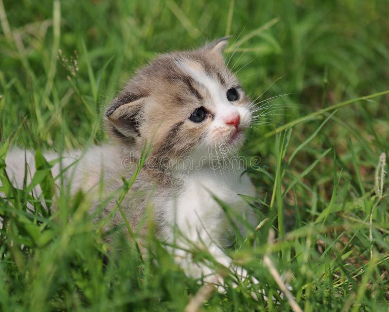 Kitty in grass