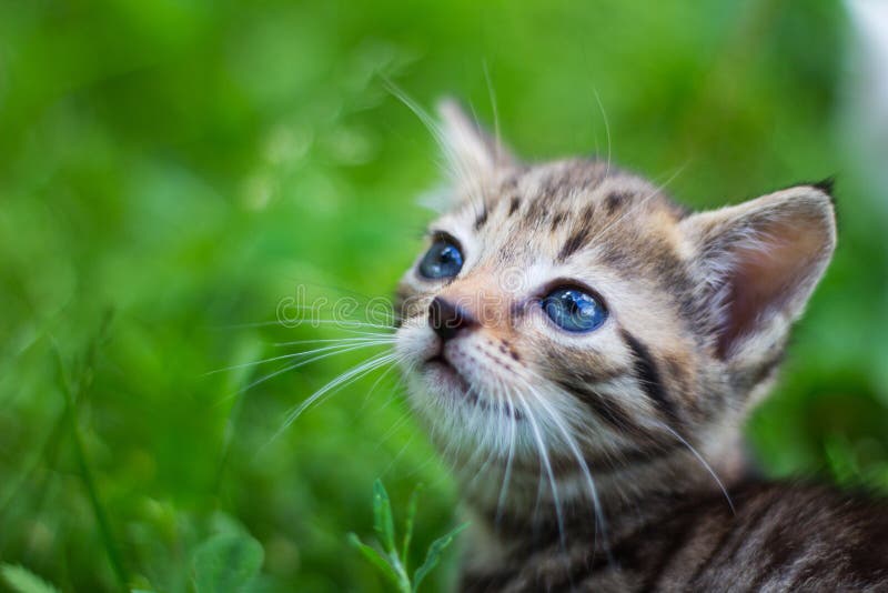 Kitty looking up in front of grass