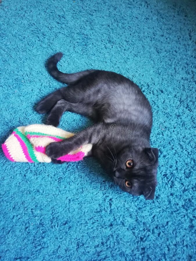 I want to introduce a Shatland kitty named Frida. The baby likes to play not only with children`s toys, but also with children`s socks. I want to introduce a Shatland kitty named Frida. The baby likes to play not only with children`s toys, but also with children`s socks.
