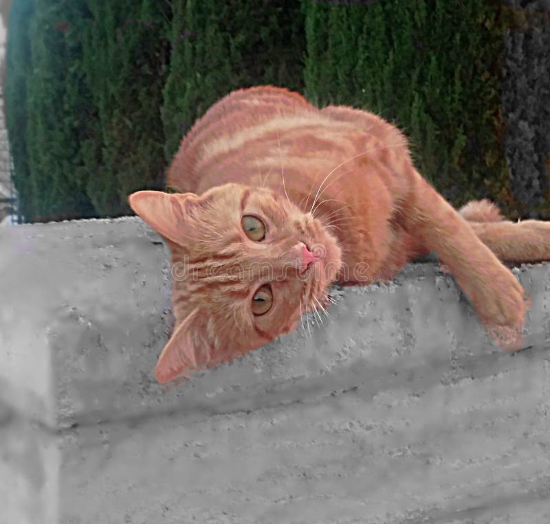 Kitty op GO stock foto Kitty op GO stock foto