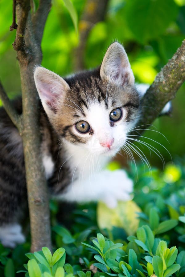 Kitty in the hedge stock photo. Image of relaxing, tabby - 102014444