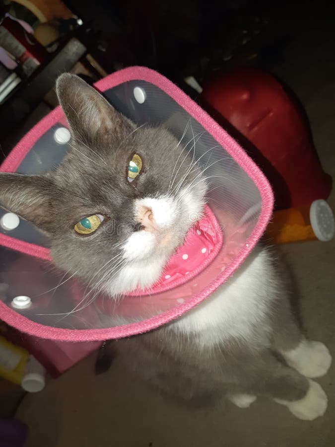 Kitty Pretty in Pink Cone stock image. Image of kitty 129329429