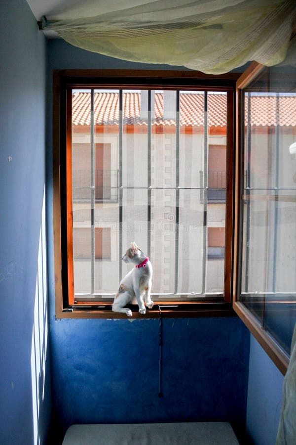 Kitty regardant par la fenêtre discordante images libres de droits Kitty regardant par la fenêtre discordante images libres de droits
