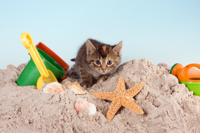 Six weeks old kitten playing in sand. Six weeks old kitten playing in sand