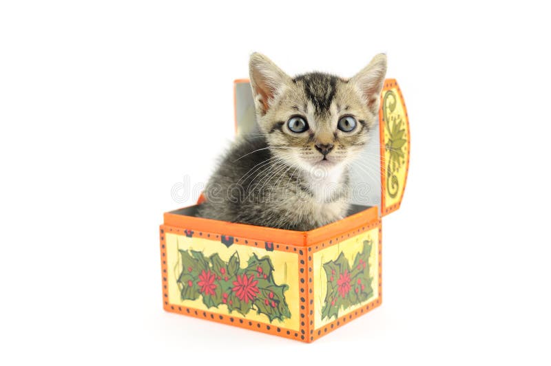 Kitty in treasure box stock photo. Image of isolated 11694742