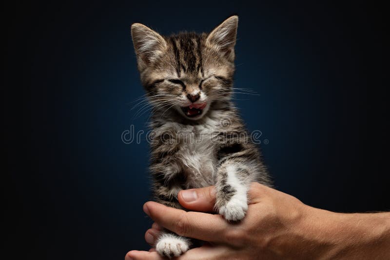 kitty your hands dark background 210222402