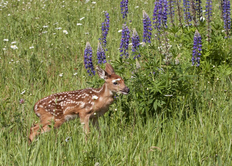Kitz des weißen Schwanzes auf einem Gebiet von Wildflowers stockfotografie Kitz des weißen Schwanzes auf einem Gebiet von Wildflowers stockfotografie