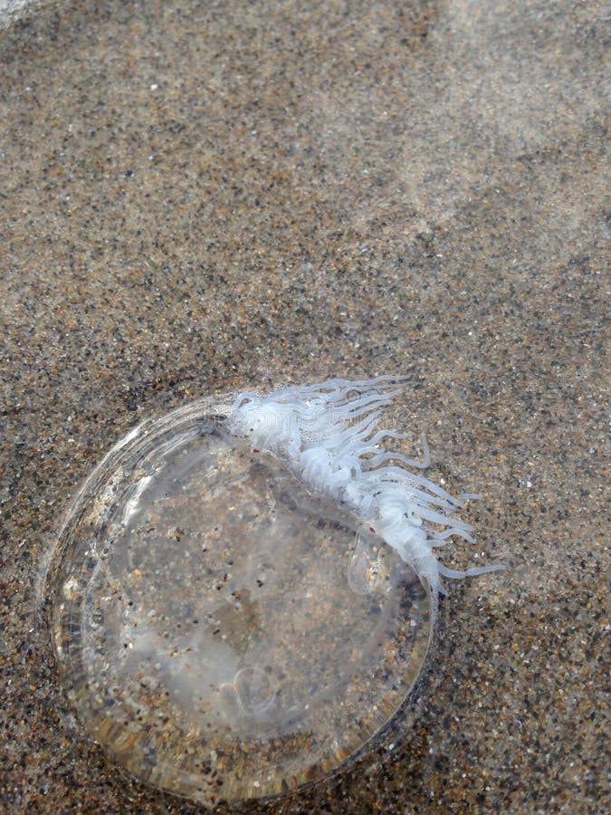 Medusas Claras En La Playa De Nueva Jersey Foto de archivo Imagen de