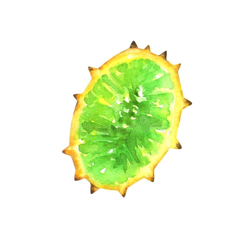 Kiwano dipinto a mano dell'acquerello illustrazione di stock Kiwano dipinto a mano dell'acquerello illustrazione di stock